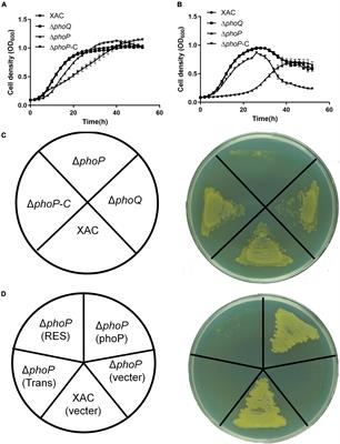The <mark class="highlighted">Xanthomonas citri</mark> Reverse Fitness Deficiency by Activating a Novel β-Glucosidase Under Low Osmostress